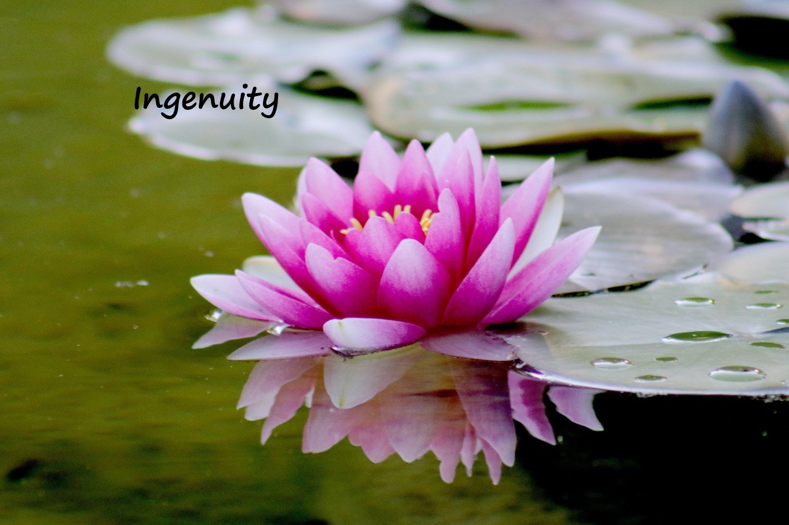 LET-IN Journal© is on the way